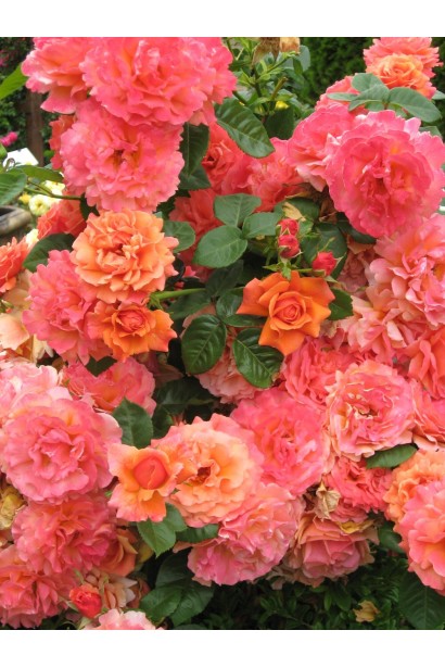 Троянда кущова Ізі Даз Іт